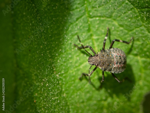 Spiky brown marmorated stink bug nymph Halyomorpha halys on green leaf