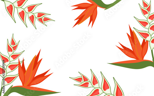 Summer background with tropical flowers. Red Strelitzia and Heliconia on a white rectangular background. Vector illustration. Hawaii. Exotic plants in a simple flat style, suitable for design. 