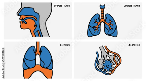 Detailed diagram depicting the human respiratory system upper tract details, lung structure, alveolar function, and overall organization in a clear, concise, and medical-style visualization 