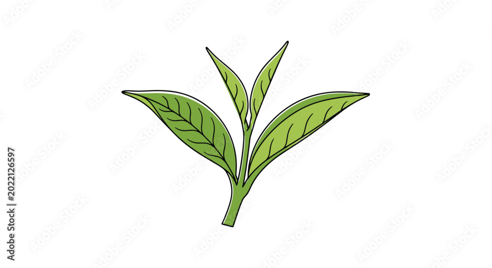 Fototapeta premium Simple hand drawn illustration of a small tea sprout with young green leaves and a stem for nature and health concepts.