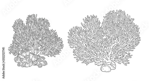 Detailed black and white line art illustration of underwater coral reefs featuring intricate shapes and textures of marine life structures.