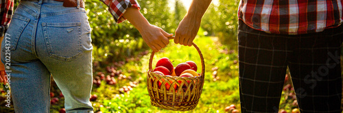 Basket of ripe apples. Woman and a man hold a basket apples in hand. Apple orchard, harvest time, garden. Hands, apple in basket