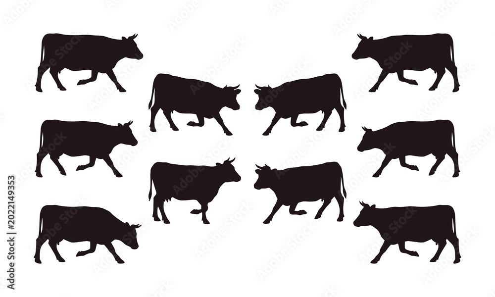 Fototapeta premium Collection of eight black cow silhouettes in various walking poses isolated on white.