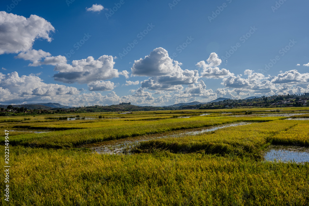Obraz premium Rice fields stretching toward hills near Antsirabe under a cloudy blue sky