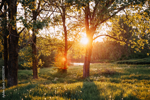 A beautiful nature scene with sunlight glowing orange through the trees, filling the meadow with warm light and creating a peaceful, magical atmosphere.