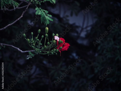 Minimal Red and Pink Tropical Flowers on Tree Branch with Deep Shadow Forest Background