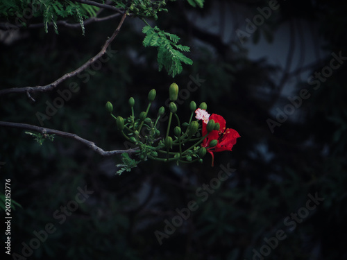 Single Red Tropical Flower Bud Cluster on Branch with Dark Green Foliage and Moody Light