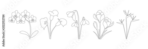 Canvastavla Minimalist line art flowers including orchid, calla lily, snowdrop, crocus, and