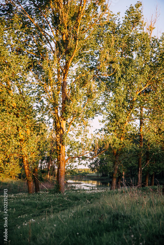 A vertical nature scene with leafy trees, a small path, and green grass, illuminated by soft natural sunlight in a calm and peaceful atmosphere.