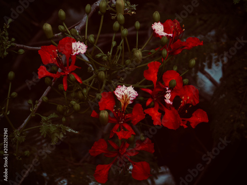 Vibrant Red Tropical Blossoms with White Flower Clusters Against Dark Natural Background