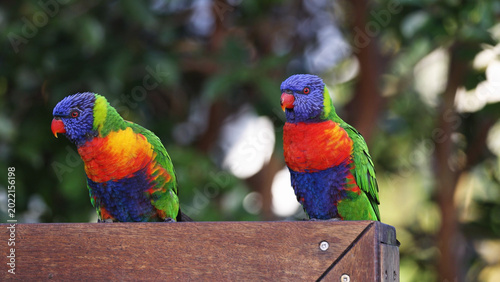 Canvas Print Two Vibrant Rainbow Lorikeets Perched Together on a Wooden Structure