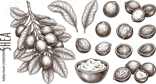 Cuadro en lienzo Vintage shea butter vector sketch set with tree branch leaves nuts shells and co