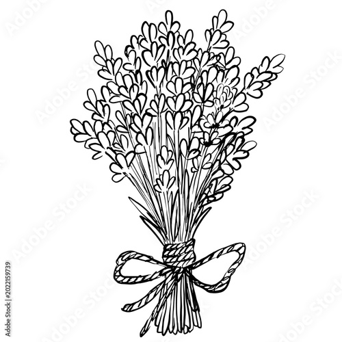 Black and white line art vector of a lavender bouquet tied with twine bow. Minimalist botanical illustration for rustic branding, cosmetic label, wedding invitation and packaging