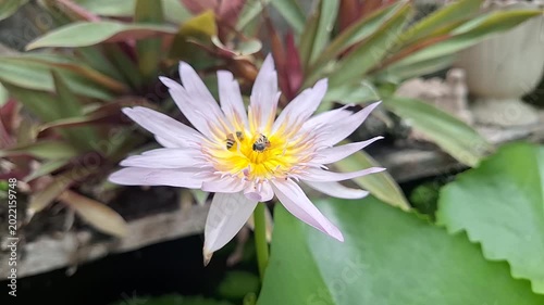 Close-up of Bees Pollinating a Beautiful Purple Lotus Flower in a Garden Pond