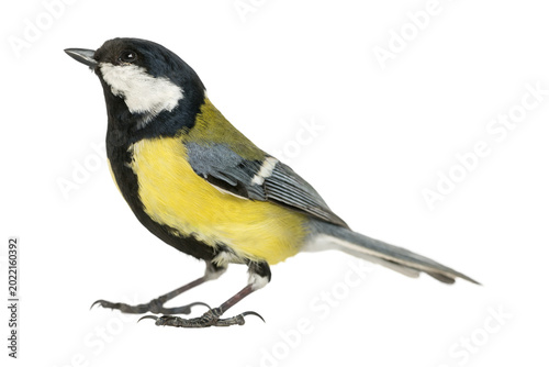 Fotografi Great tit bird perched on branch with white background, wildlife isolated on tra