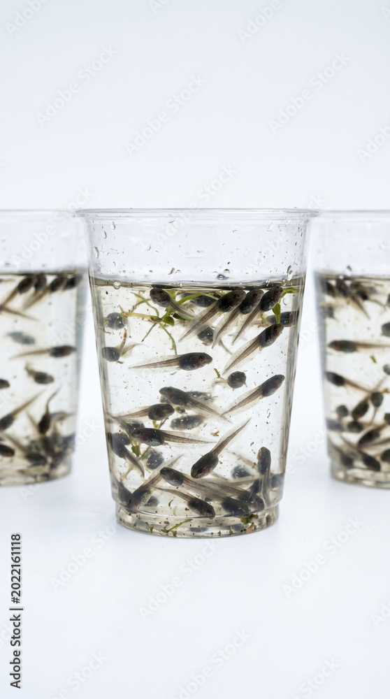 Fototapeta premium Close-up of developing frog tadpoles with visible tails swimming in transparent laboratory cups, isolated on a clean white background, biology education and life cycle concept