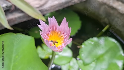 Close-up of a Bee Collecting Nectar from a Pink Water Lily in a Tranquil Pond