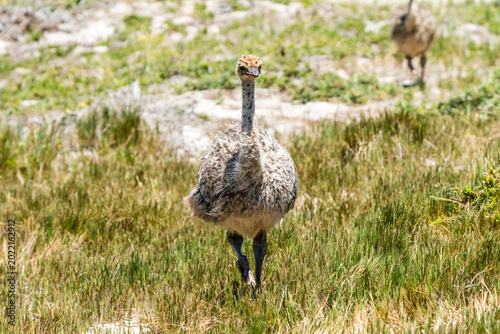 close up baby ostrich in the wild (Struthio camelus australis) at Cape Point nature reserve, or Cape of Good Hope, Cape Town, South Africa