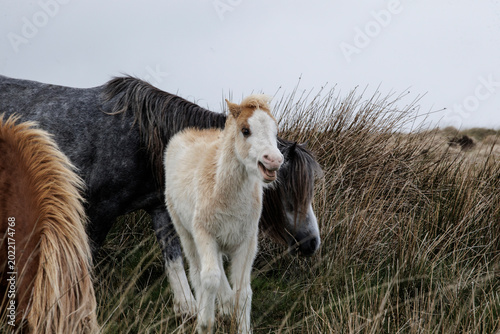 Obraz na płótnie young white foal on Welsh meadows - Welsh wild ponies