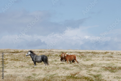 Photos semi-wild Welsh ponies on the hills