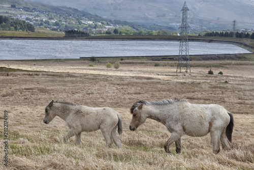 Cuadro en lienzo semi-wild Welsh ponies beige mare with a foal