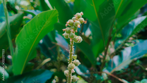 Canvas Print This is a close-up photo showing a series of round, light green fruit or flower buds growing vertically along the plant's stem