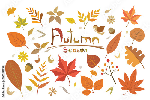 Colorful autumn set of leaves, maple and acorns on white background.