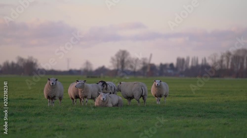 Group of Photogenic Sheep Grazing in Green Meadow at Sunset