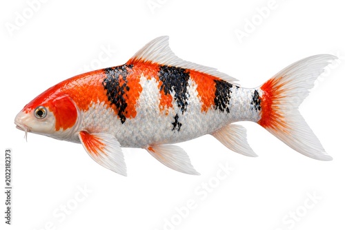 Titles
Beautiful Koi Carp Fish Isolated on White Background Stock Photo