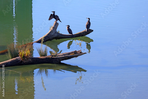 Cuadro en lienzo 3 cormorans posés sur le tronc d arbre