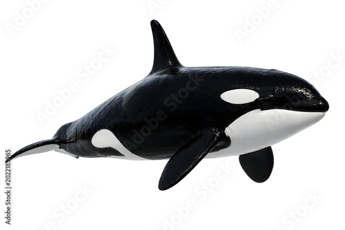 Killer Whale Orca Isolated on White Background Male Dolphin Profile