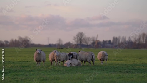 Group of Photogenic Sheep Grazing in Green Meadow at Sunset