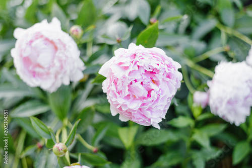 Φωτογραφία Title: Sarah Bernhardt Peony Blossoms in Summer Garden