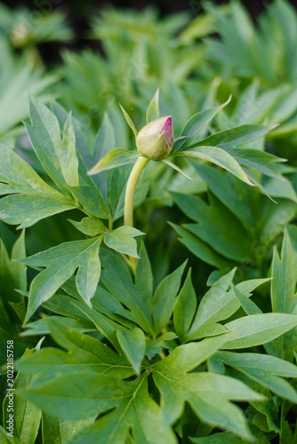 Beautiful Itoh Peony Hillary Blooming in Summer Garden