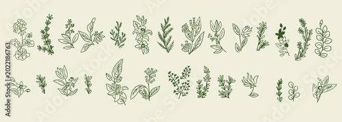 Collection of hand-drawn botanical illustrations featuring various herbs and plants in green ink on a light beige background, highlighting unique leaf shapes and floral designs