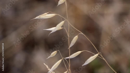 Dry wild oat grass swaying in wind with blurred natural background