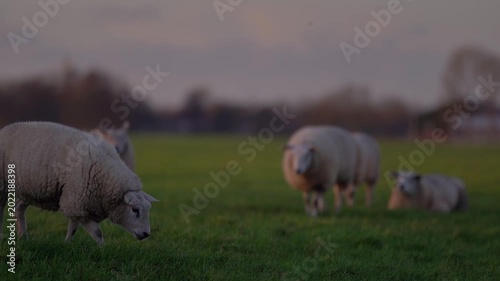 Group of Photogenic Sheep Grazing in Green Meadow at Sunset