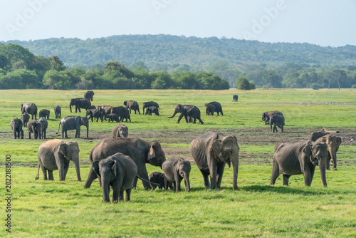 Photography Elephants gathering on grassy plains in Kaudulla National Park, Sri Lanka