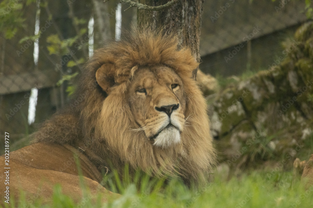 Fototapeta premium lion in the zoo