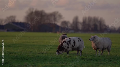 Group of Photogenic Sheep Grazing in Green Meadow at Sunset