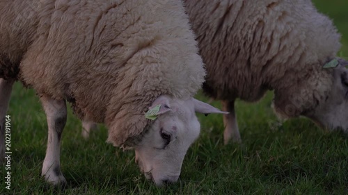 Group of Photogenic Sheep Grazing in Green Meadow at Sunset