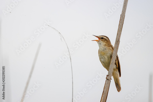 Singing sedge warbler perched on a dry reed stalk against a soft background on a gloomy day in spring.