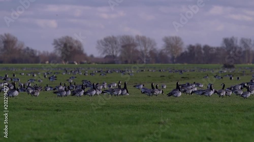 Large Flock of Barnacle Geese Grazing on Green Grass in the Netherlands