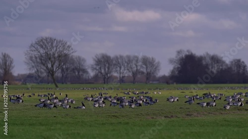 Large Flock of Barnacle Geese Grazing on Green Grass in the Netherlands