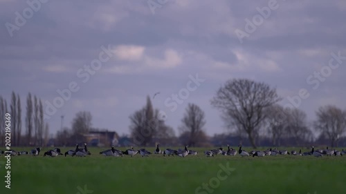 Large Flock of Barnacle Geese Grazing on Green Grass in the Netherlands