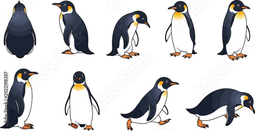 Tableau sur toile Set of cute antarctic penguin vector illustrations in various walking and standi
