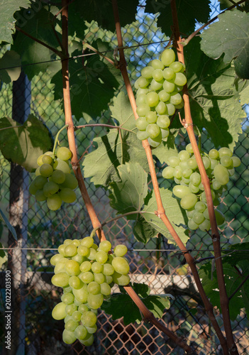 Ripe green grape clusters growing in vineyard, perfect for produce sales, farming visuals, and food industry use