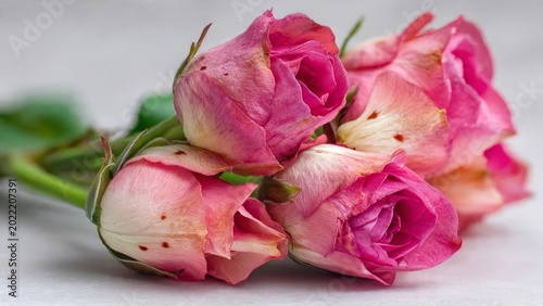 dried rose petals