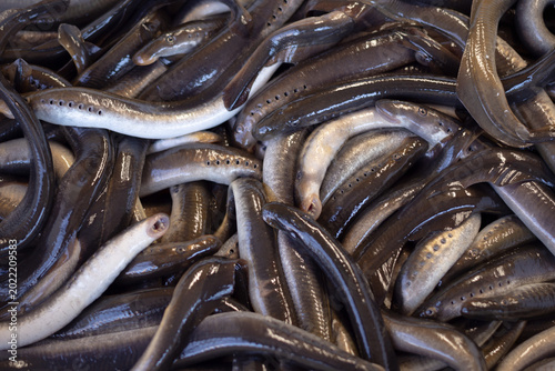 Fotografía Freshly caught river lamprey (Lampetra fluviatilis) is sold at a fish market,