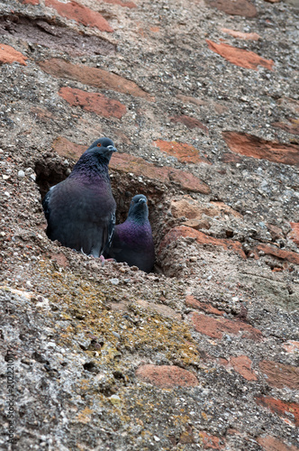two blue pigeons sit in an opening in the wall of an old castle in Italy